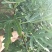 优质无花果青皮无花果苗自家种植80cm以上