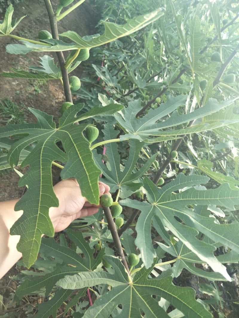 优质无花果青皮无花果苗自家种植80cm以上