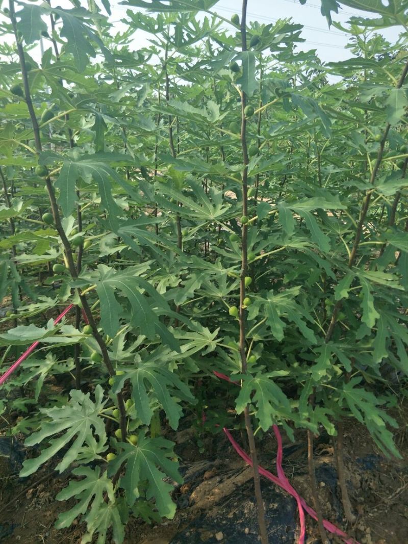 优质无花果青皮无花果苗自家种植80cm以上