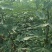 优质无花果青皮无花果苗自家种植80cm以上