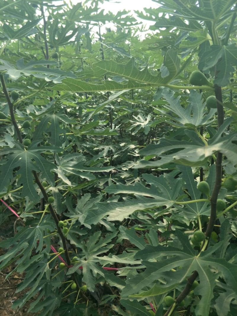 优质无花果青皮无花果苗自家种植80cm以上