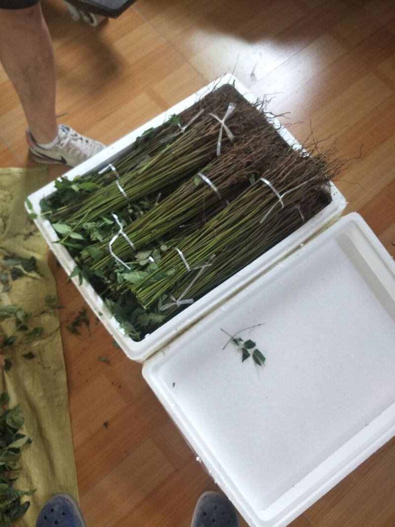 优质红油香椿苗自家种植规格齐全80cm以上
