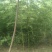 竹子4~5m