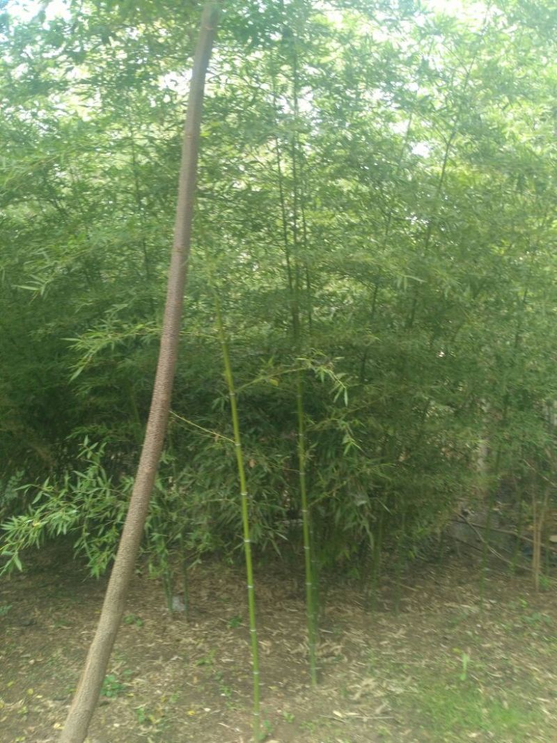 竹子4~5m