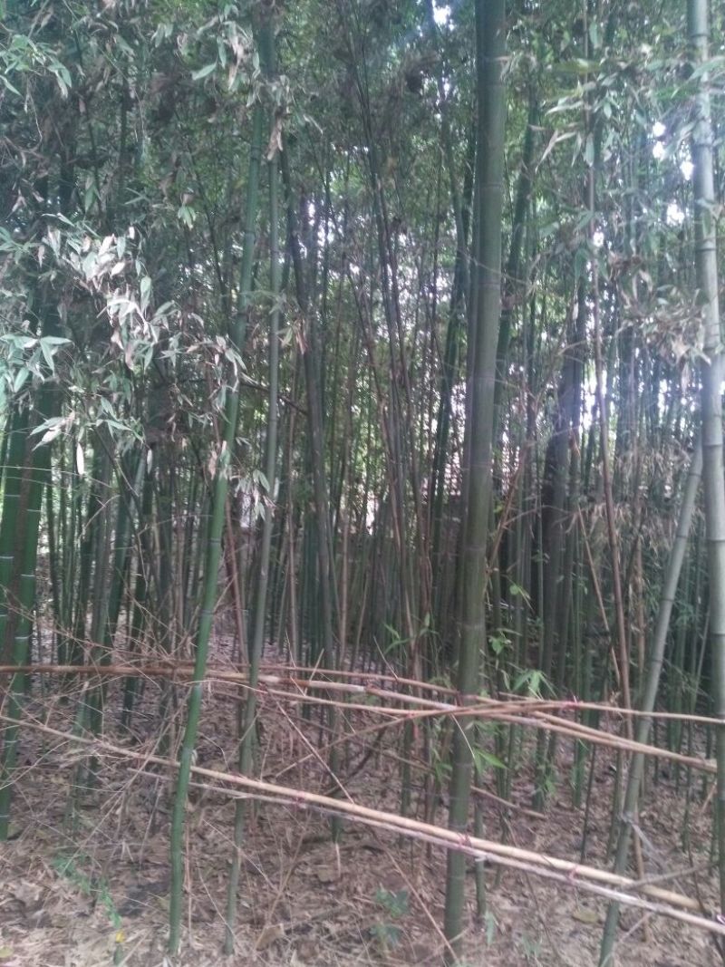 竹子4~5m
