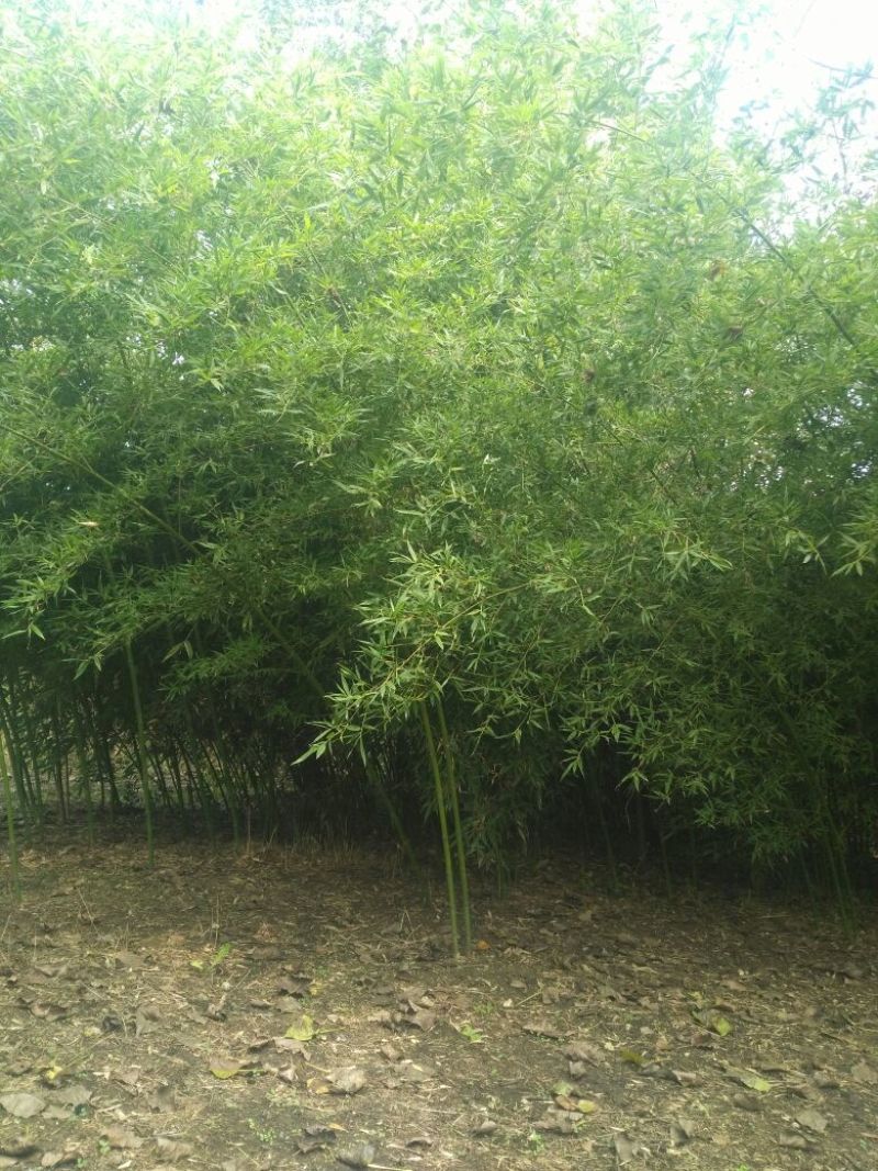 竹子4~5m