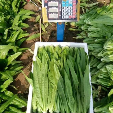 油麦菜精品产地直发