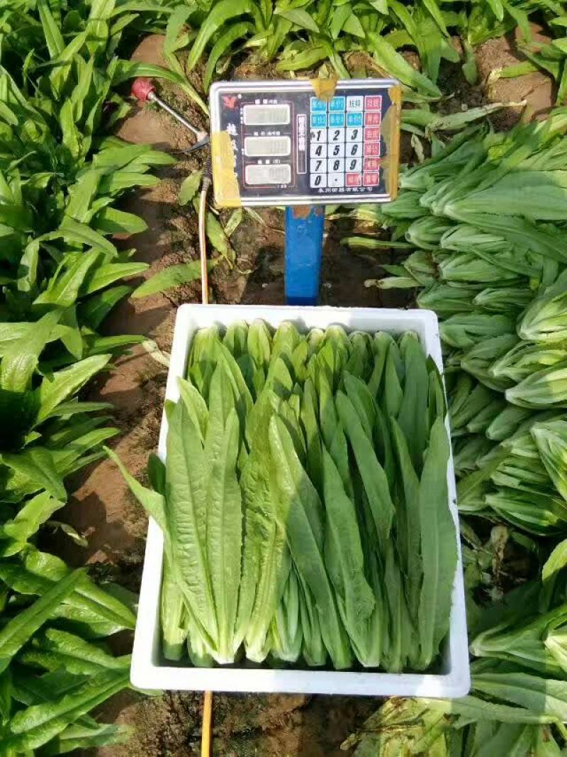 油麦菜精品产地直发