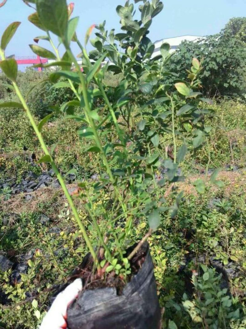 蓝莓苗20~30cm1~2年