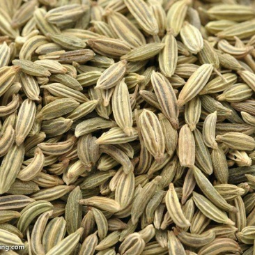 茴香籽