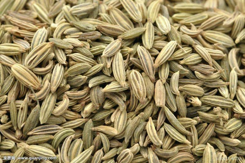 茴香籽
