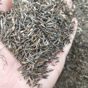 波斯菊种子混色(新种)
