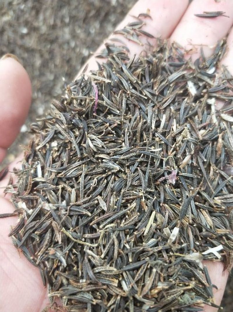 波斯菊种子混色(新种)