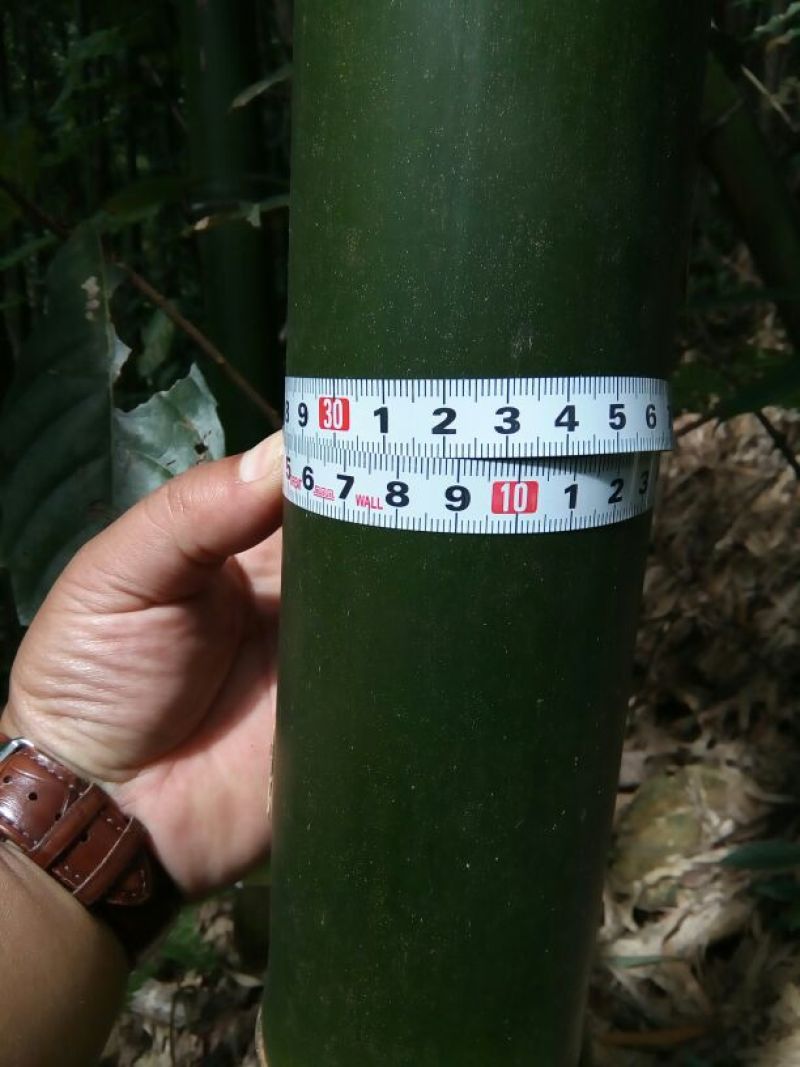 苦竹8~9m