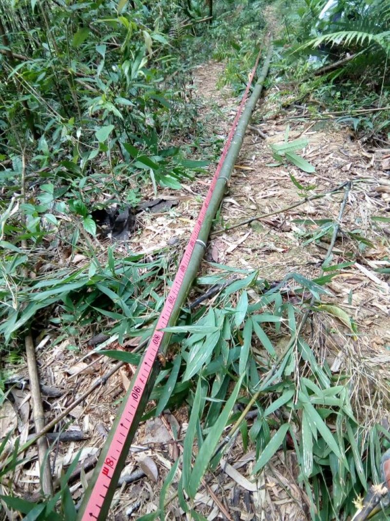 苦竹8~9m