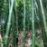 苦竹8~9m