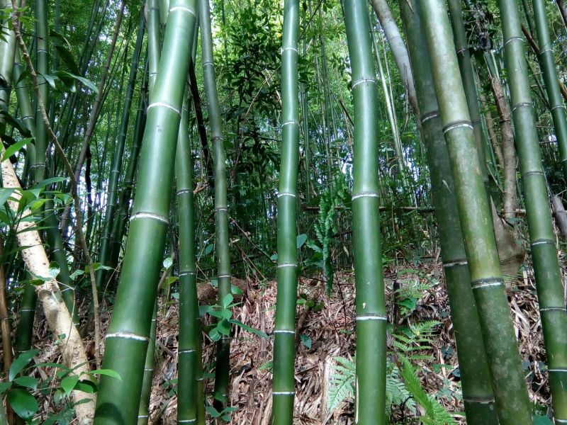 苦竹8~9m