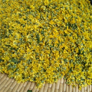 野菊花散装