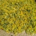 野菊花散装