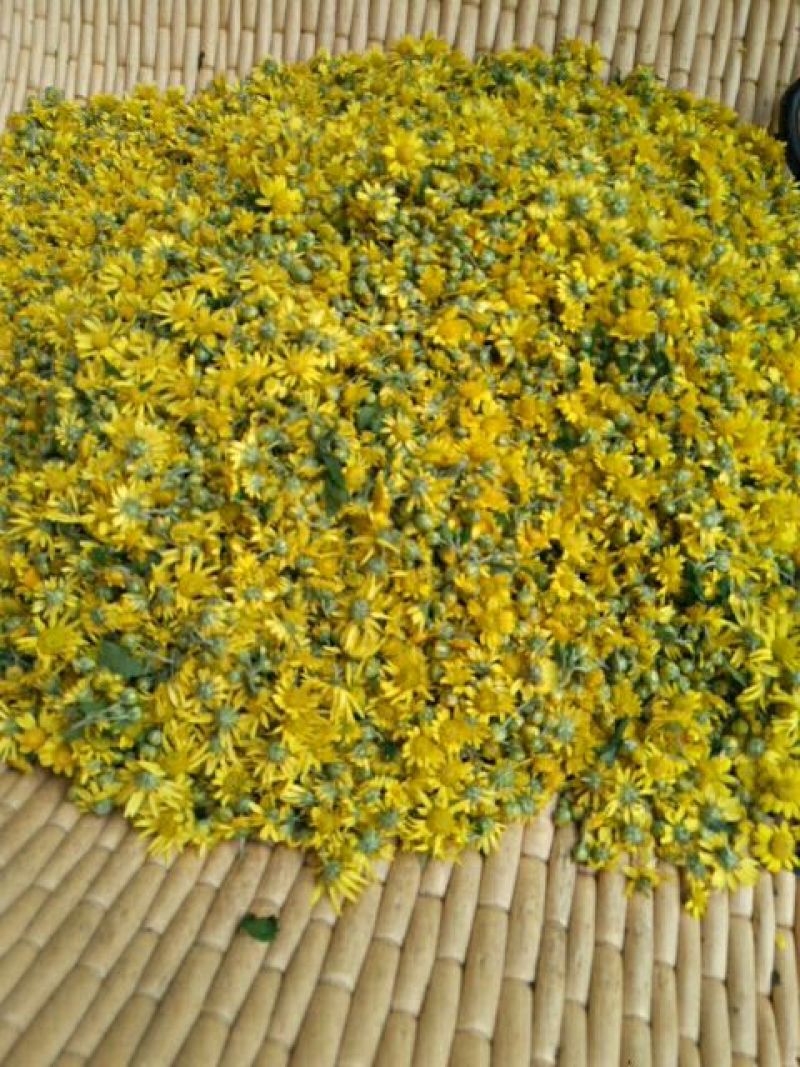 野菊花散装