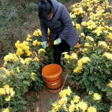 金丝皇菊茶特级