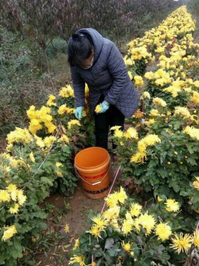 金丝皇菊茶特级