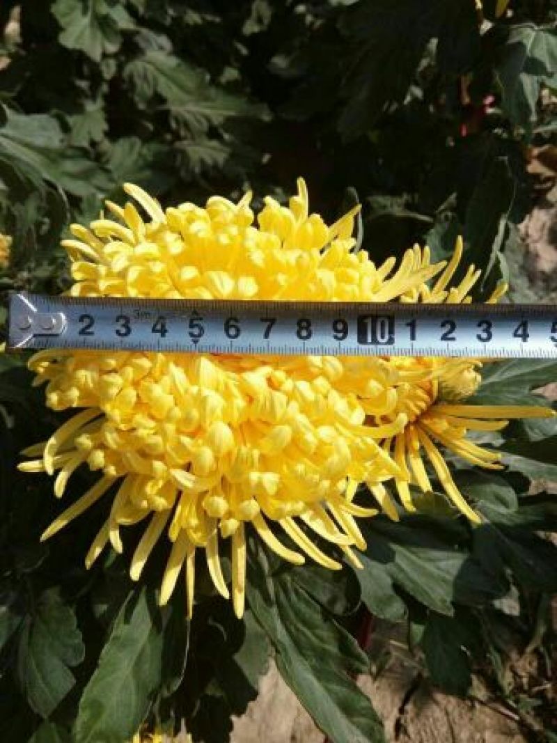金丝皇菊茶特级