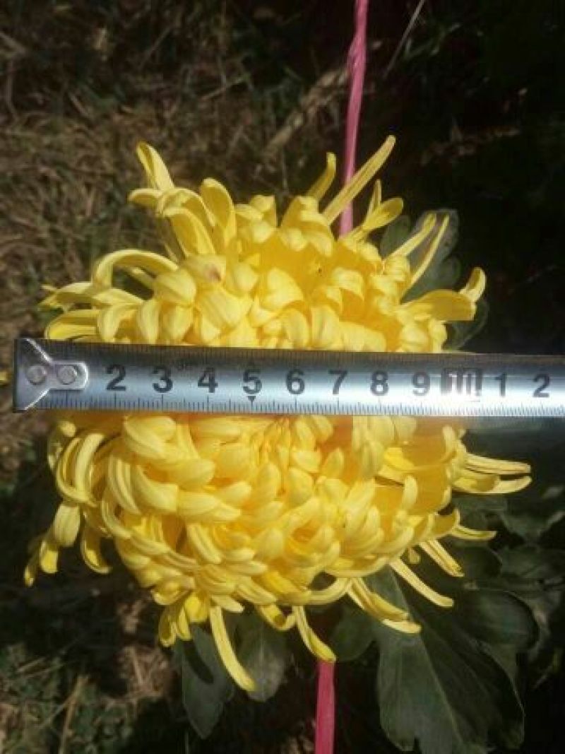 金丝皇菊茶特级