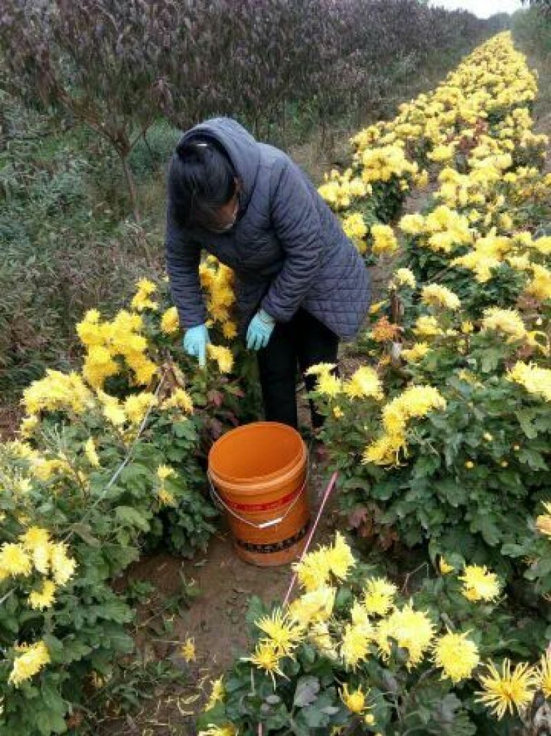 金丝皇菊茶特级