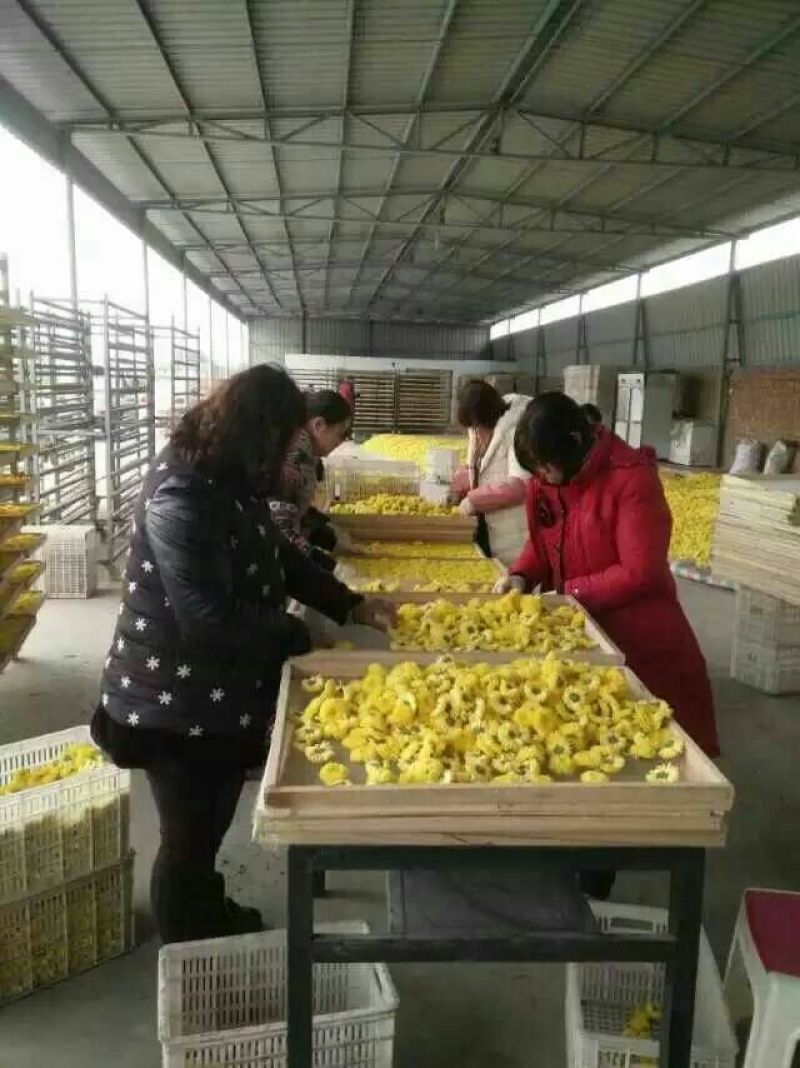 金丝皇菊茶特级