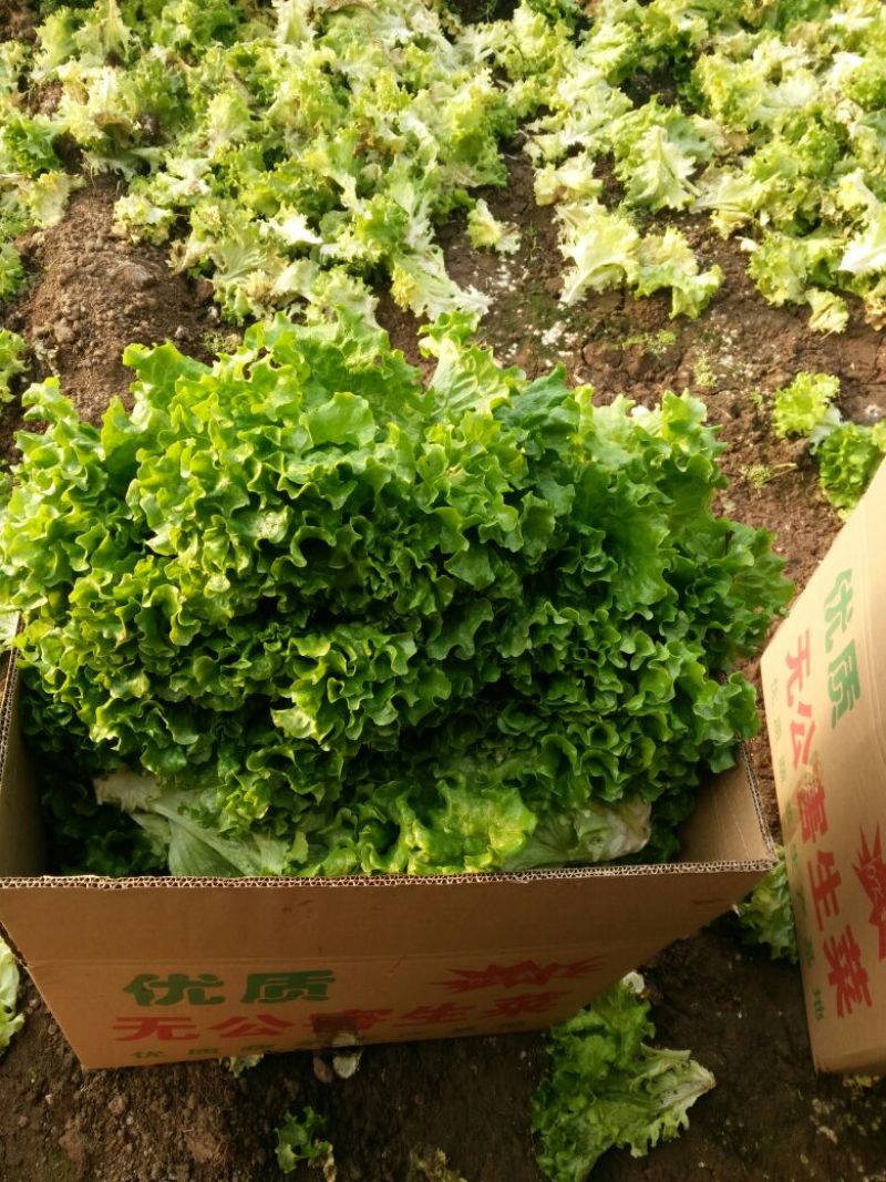 唐山滦南大量供应精品绿叶生菜