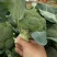 耐寒优秀西兰花0.8~1.2斤，价格合理，随行就市