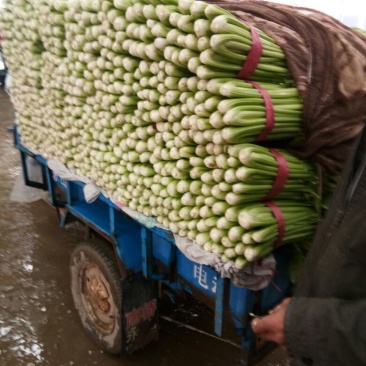 精品芹菜大量上市了，需要的联系。