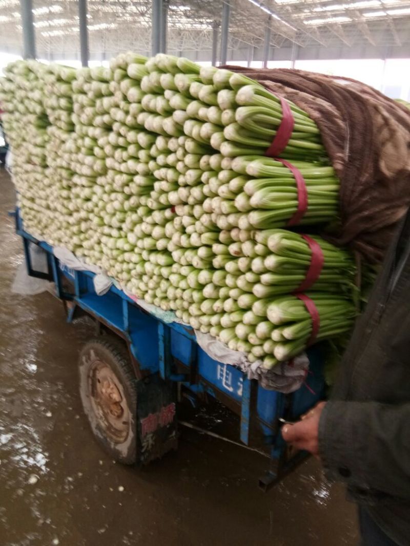 精品芹菜大量上市了，需要的联系。