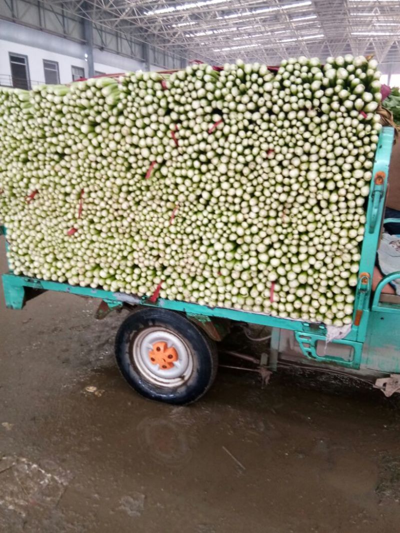 精品芹菜大量上市了，需要的联系。