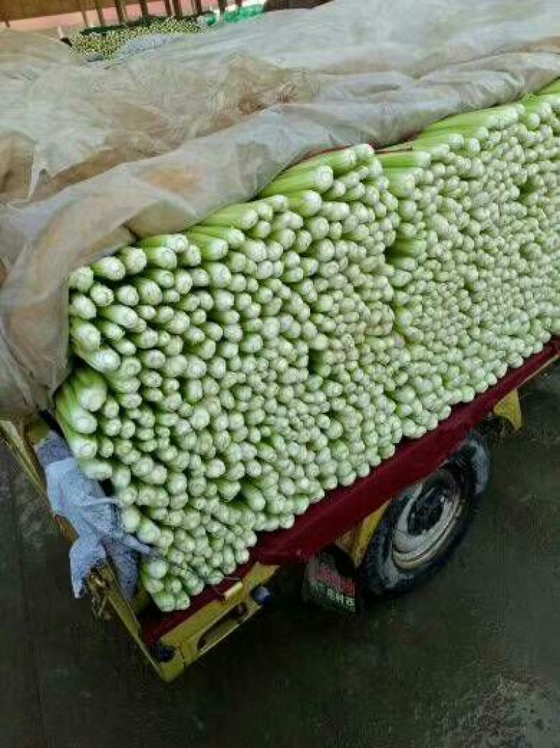 精品芹菜大量上市了，需要的联系。
