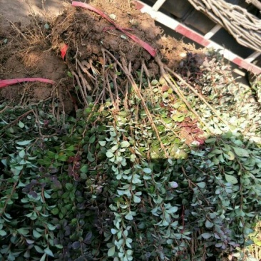 紫叶小檗小苗上市中