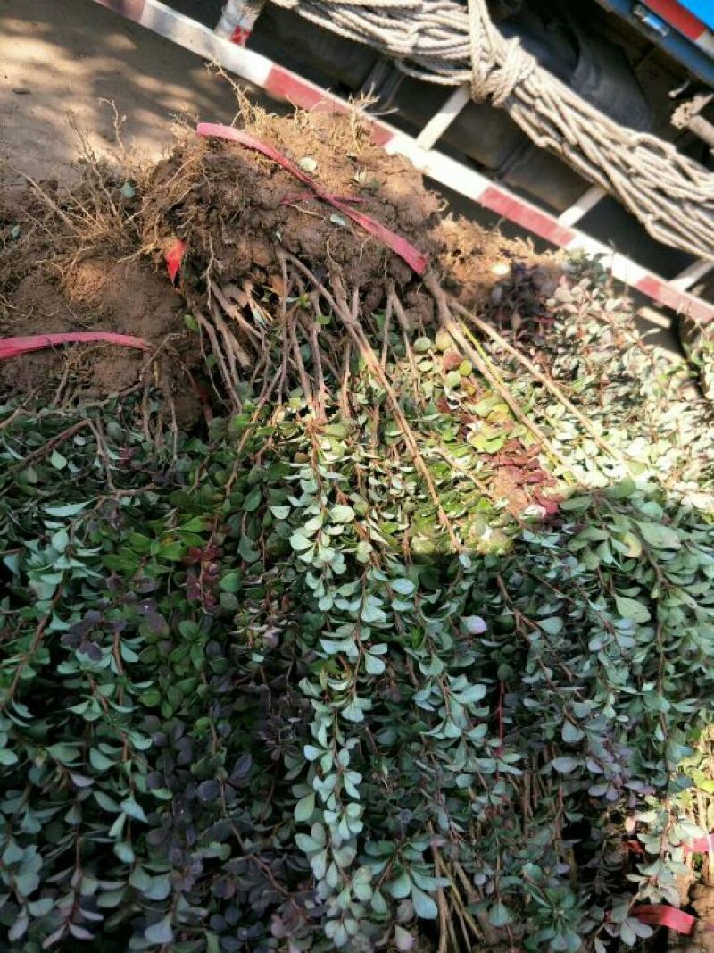 紫叶小檗小苗上市中