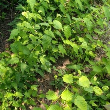 棣棠30cm以下