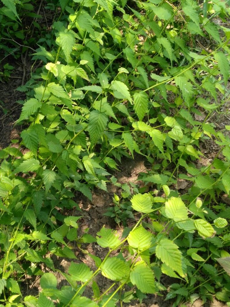 棣棠30cm以下