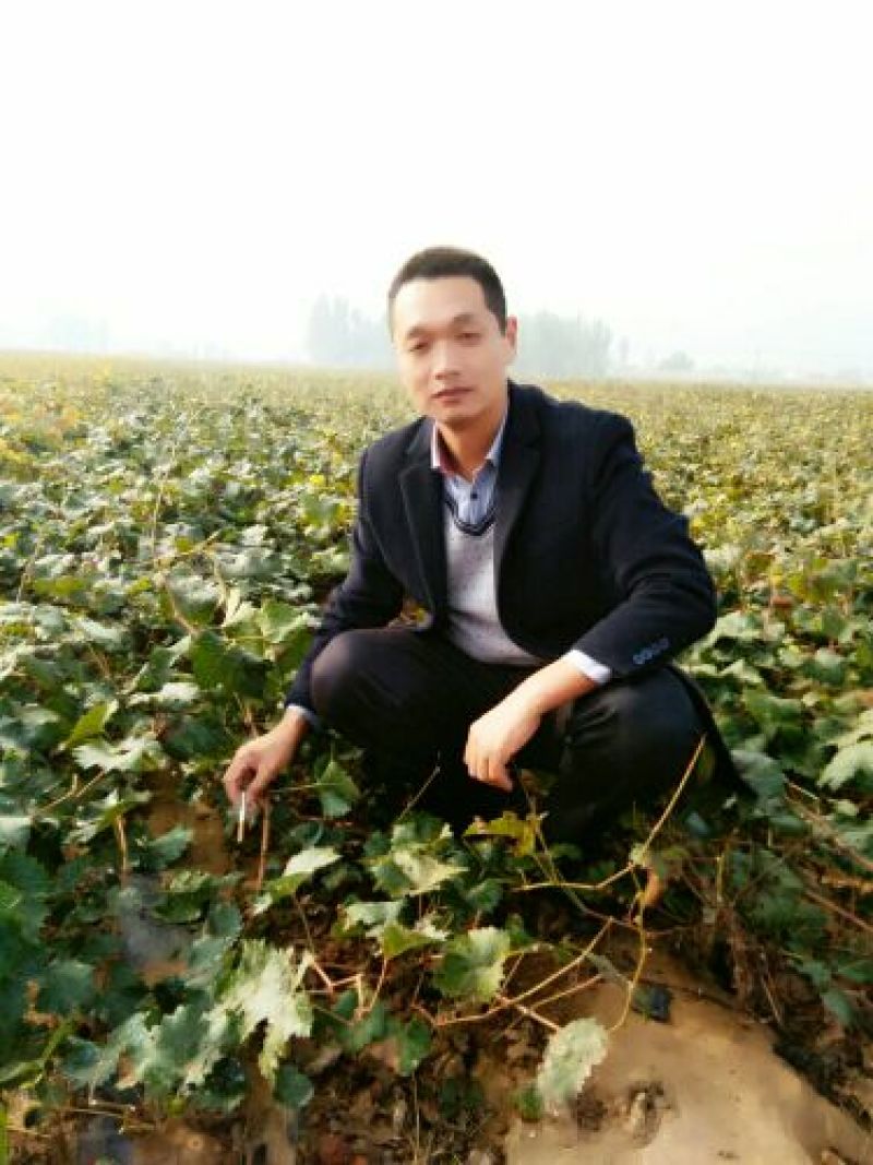 阳光玫瑰葡萄苗，保证质量纯度，假一赔十，