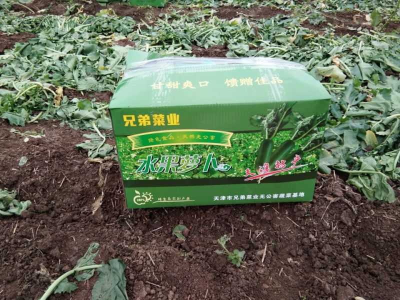 青萝卜1~1.5斤起