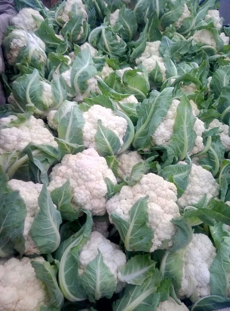 白花菜花2~3斤紧花乳白