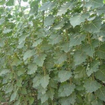 107杨树261~300cm