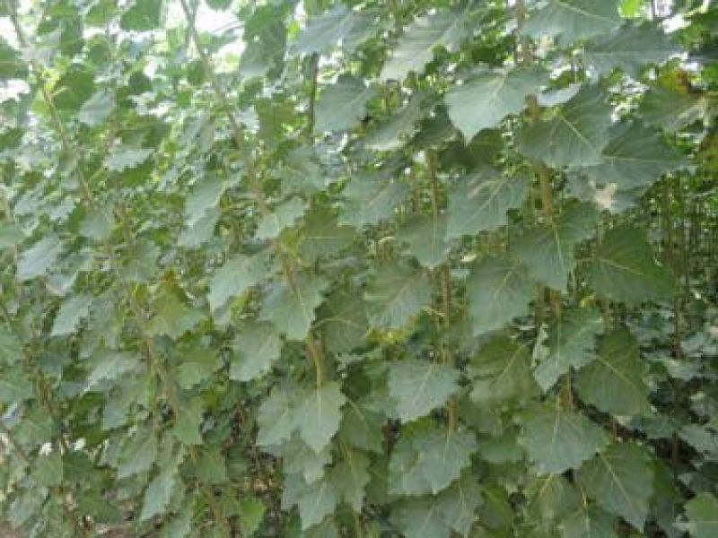 107杨树261~300cm