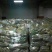 潍县青萝卜1~1.5斤起