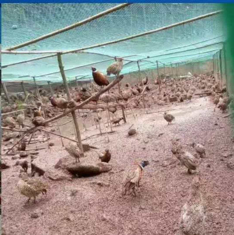 养殖网全新养鸡网家禽养殖网天网拦鸡鸭网山鸡网防护网菜园围