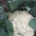 白面青梗松花菜散花2~3斤乳白，