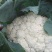 白面青梗松花菜散花2~3斤乳白，