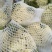 白面青梗松花菜散花2~3斤乳白，